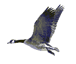 Bird-01-june.gif (6564 bytes)