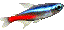 neon tetra