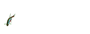 tetra fish