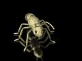 ant animation