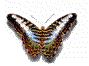 free butterfly clip art
