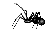 spider animation