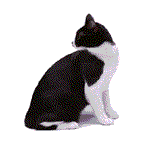 free cat animation