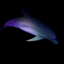 animated dolphin