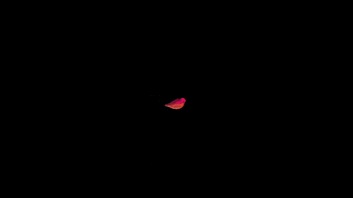 animated gif images